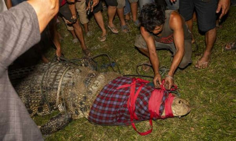 Ινδονησία: Kροκόδειλος ζούσε εδώ και πέντε χρόνια με λάστιχο γύρω από το λαιμό του – Μέχρι χθες (BINTEO)