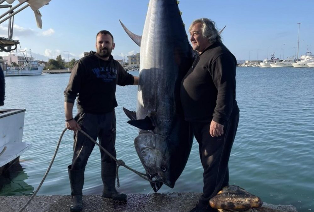 Κυλλήνη: Αλίευσαν τόνο 400 κιλών – Από τα μεγαλύτερα ψάρια των τελευταίων ετών