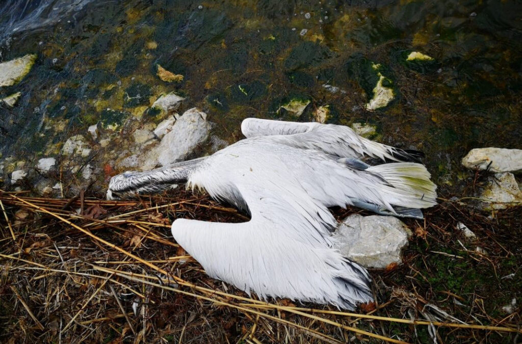 Πρέσπες: Περισσότεροι από 500 αργυροπελεκάνοι νεκροί από τη γρίπη των πτηνών