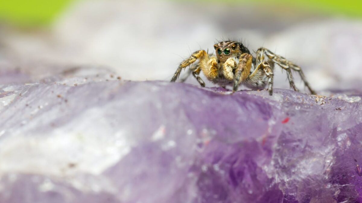 Αράχνες ενεργοποιούν εκτινασσόμενο κάθισμα για να γλιτώσουν από κανιβαλισμό μετά το σεξ (BINTEO)