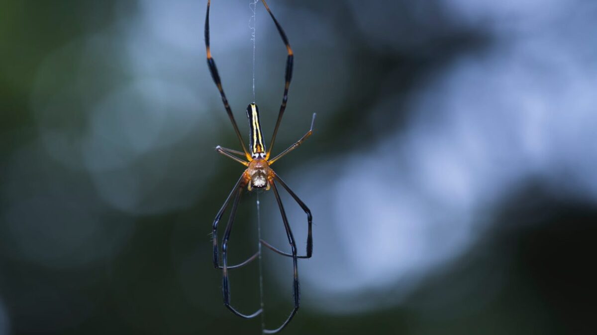 Πήλιο: Αράχνη «μαύρη χήρα» τσίμπησε 4χρονο παιδί στην Πορταριά (ΦΩΤΟ)