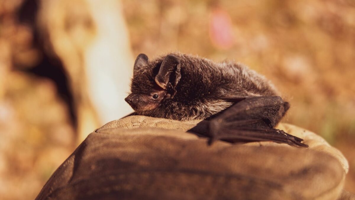 Πώς οι νυχτερίδες-βαμπίρ εξελίχθηκαν να ζουν με αίμα