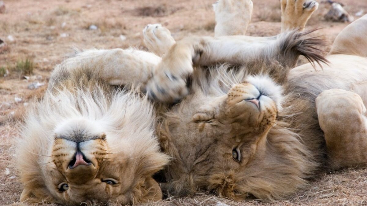 Επιστήμονες χορήγησαν σε λιοντάρια την «ορμόνη της αγάπης» – Τα θεαματικά ευρήματα της μελέτης