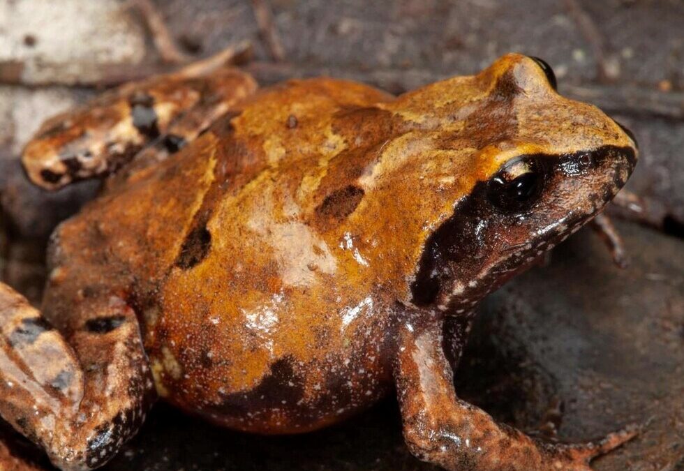Ανακαλύφθηκε νέο είδος βάτραχου και είναι ήδη απειλούμενο με εξαφάνιση