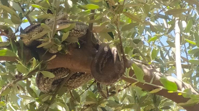 Φιλιατρά: Αγρότης βρήκε 2 μεγάλα φίδια να κρέμονται σε ελαιόδεντρο