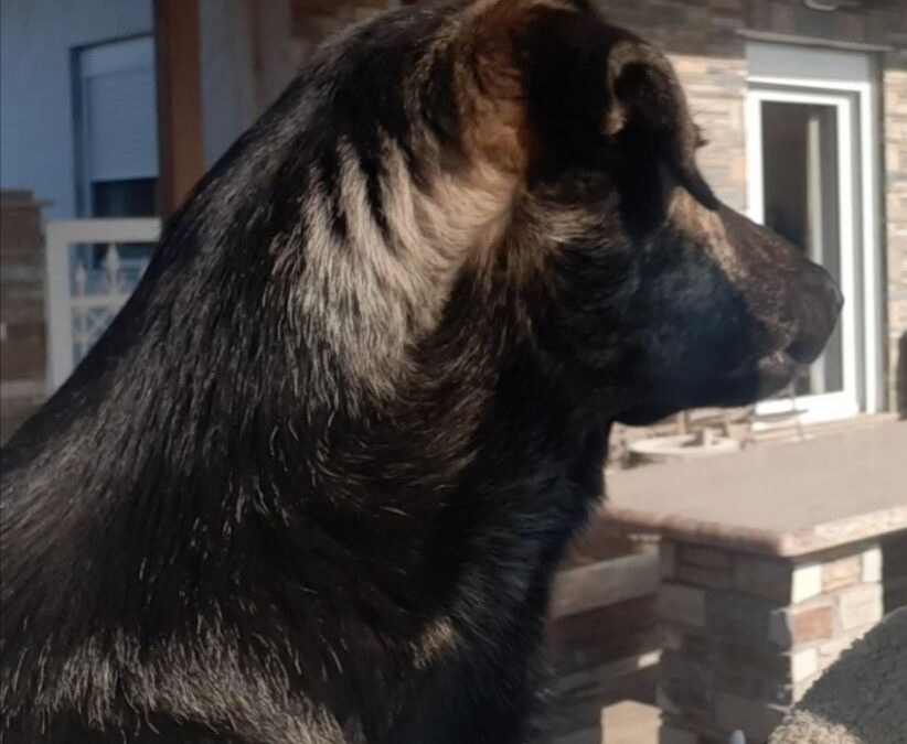 Λιτόχωρο: Νέο περιστατικό δηλητηρίασης σκύλου – Καταδικάζει την ενέργεια ο Δήμος Δίου – Ολύμπου