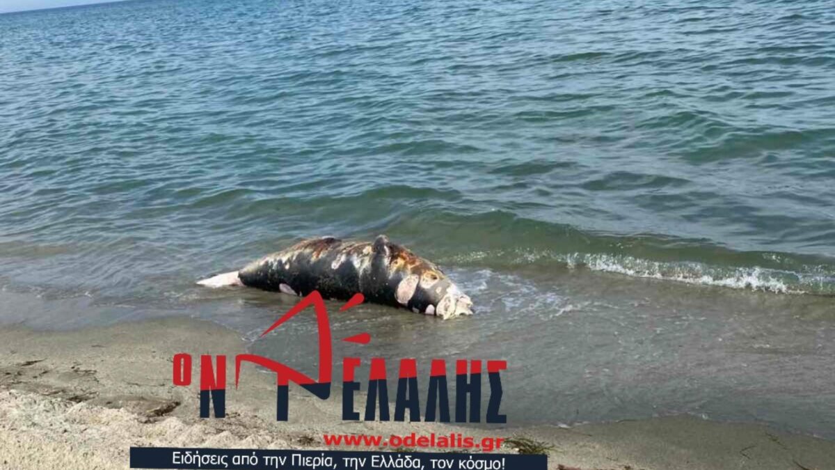 Ολυμπιακή Ακτή: Νεκρή φώκια ξέβρασε το κύμα