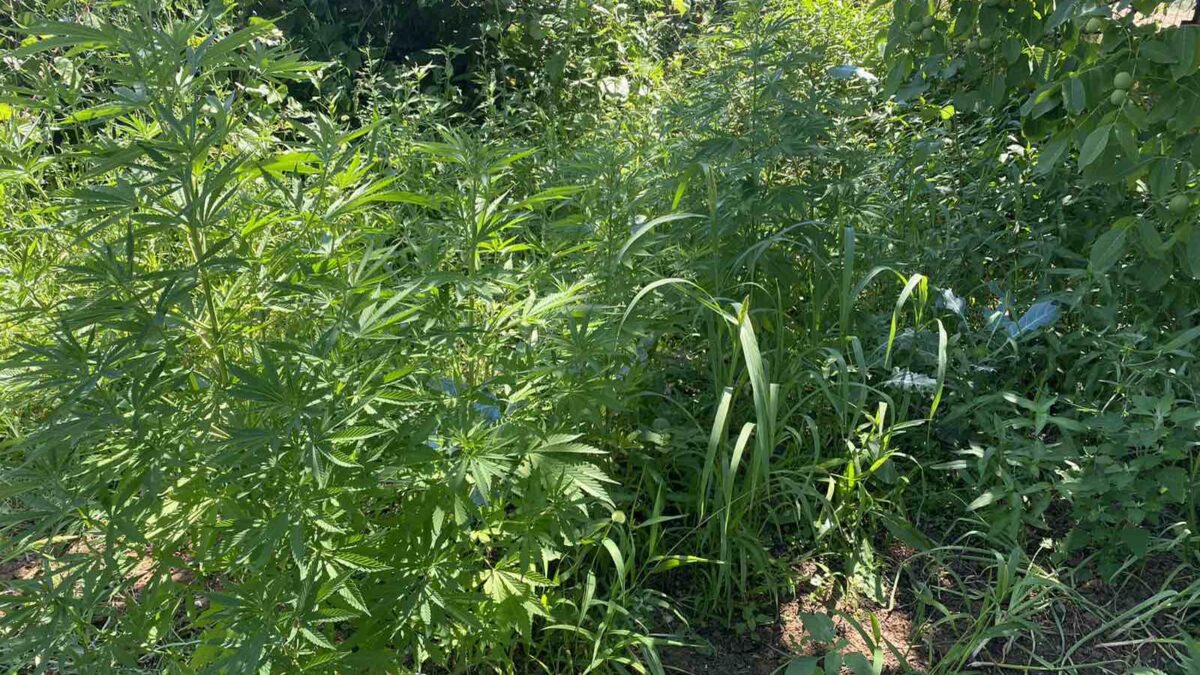 Πιερία: Καλλιεργούσε… ναρκωτικά στην αυλή του σπιτιού του