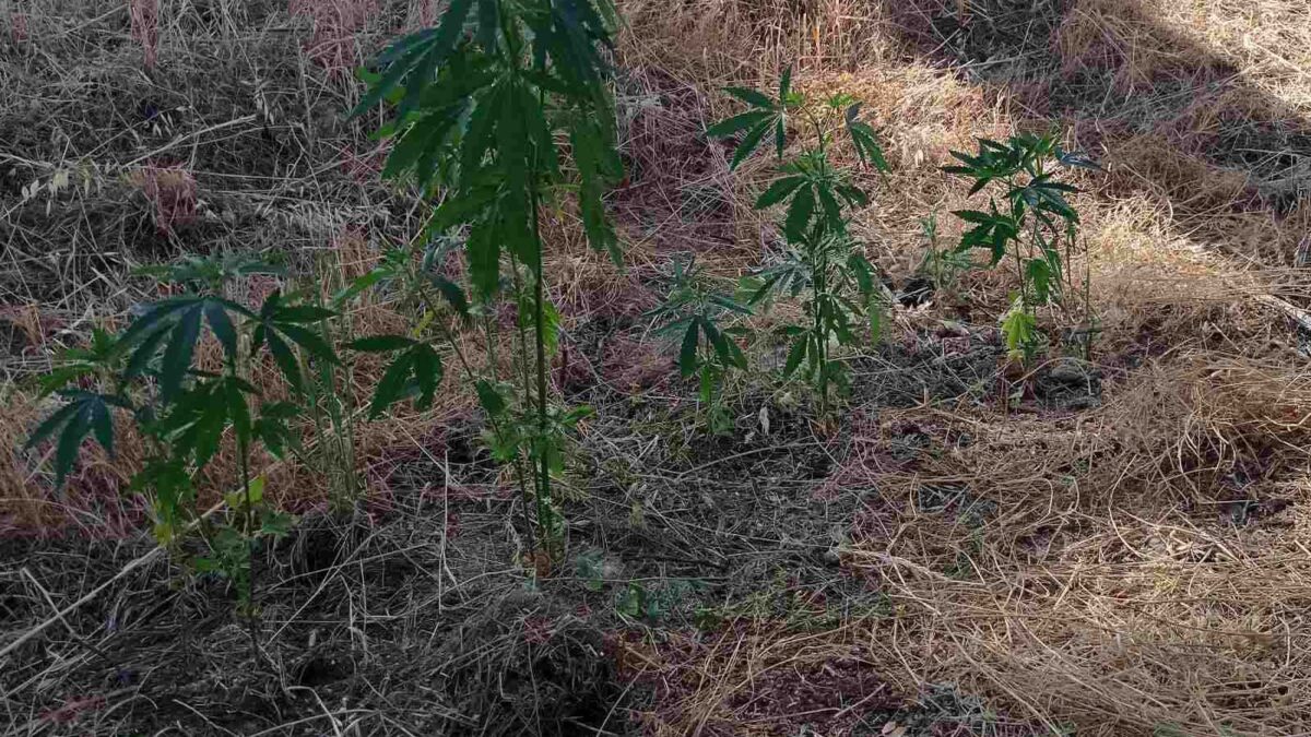 Πιερία: Χειροπέδες σε άνδρα που καλλιεργούσε στην αυλή του ναρκωτικά