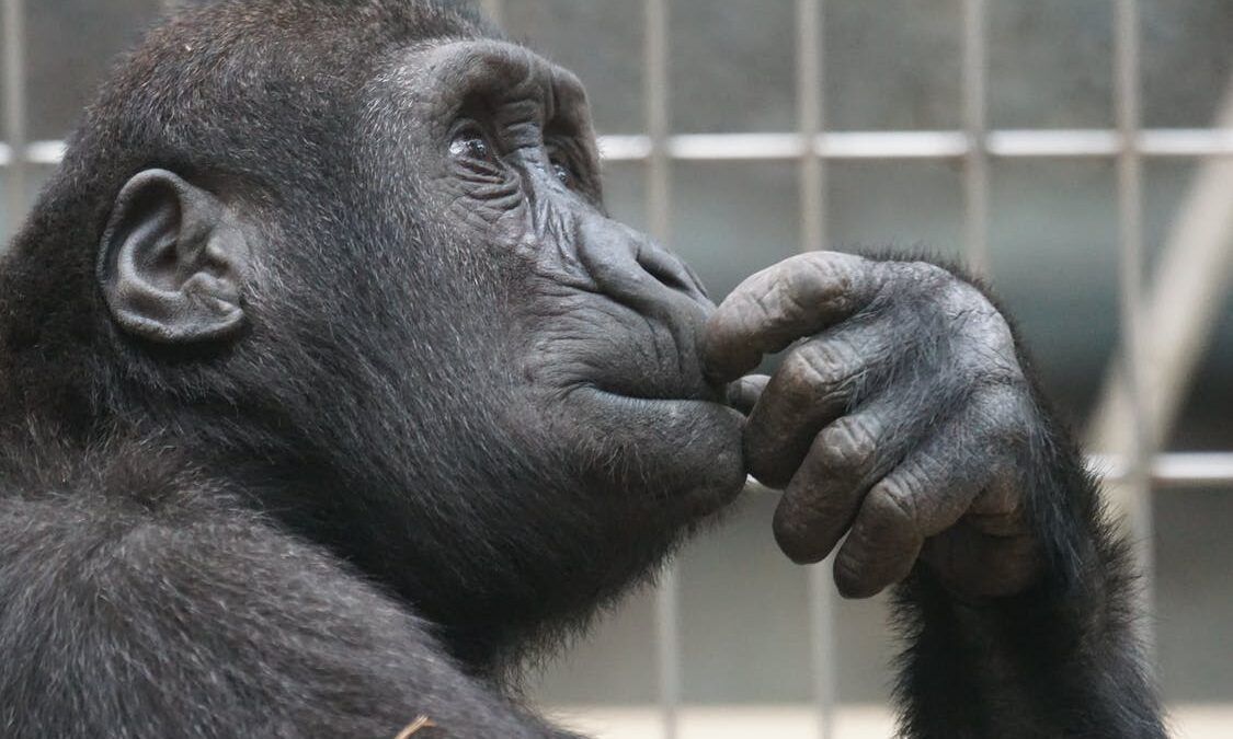 Θανάτωση χιμπατζή: Εμπειρογνώμονες κάνουν έρευνα στο Αττικό Πάρκο σήμερα – «Ακραίο περιστατικό»