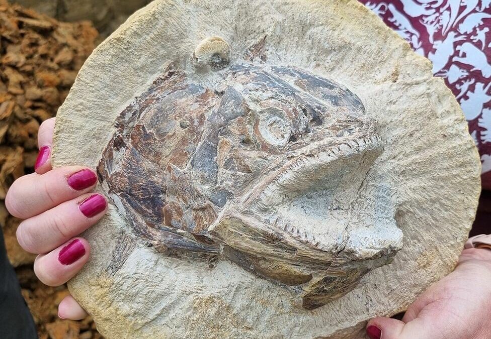 Όλη η τροφική αλυσίδα της Ιουράσιας περιόδου απολιθωμένη & «στη μέση» ένα τέλεια διατηρημένο άγριο ψάρι