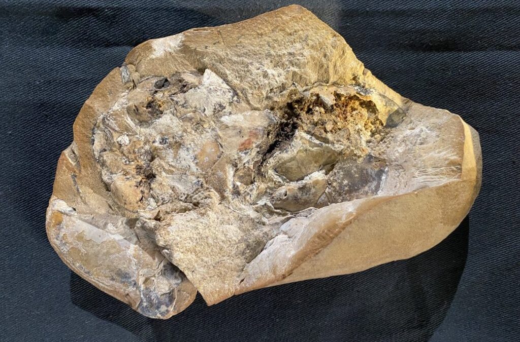 Βιολογία: Βρέθηκε σε αρχαίο ψάρι το απολίθωμα της αρχαιότερης καρδιάς ηλικίας 380 εκατομμυρίων ετών