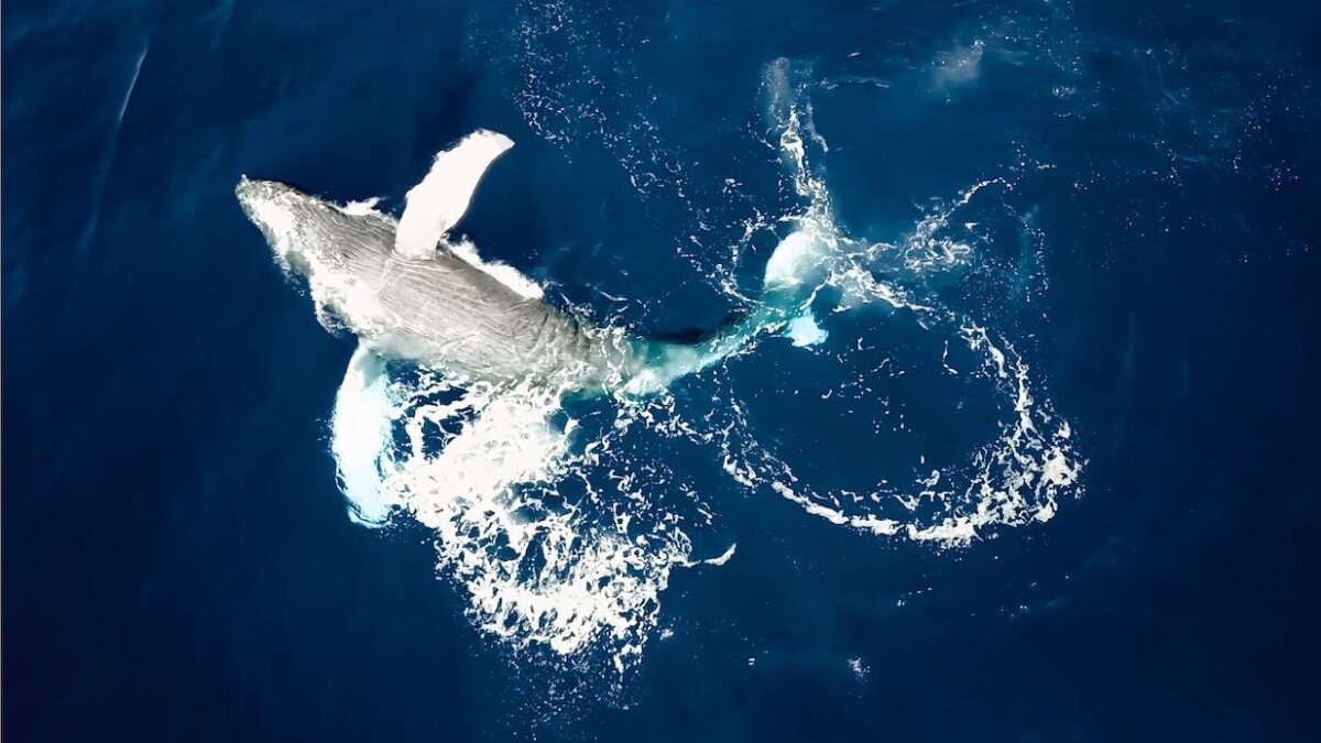 Πώς τα τραγούδια της μεγάπτερης φάλαινας γίνονται παγκόσμια σουξέ