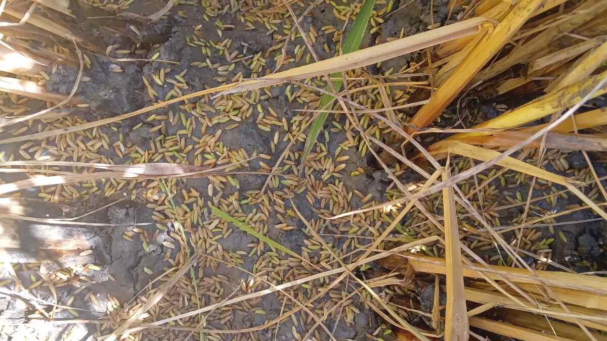 7.000-8.000 στρέμματα καλλιεργειών ρυζιού Καταστράφηκαν από χαλαζόπτωση στη Βόρεια Πιερία και Ημαθία