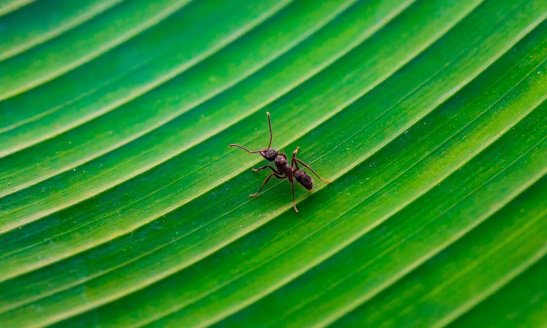 Σαν να βγήκε από θρίλερ: Η φωτογραφία ενός μυρμηγκιού «κόβει» την ανάσα