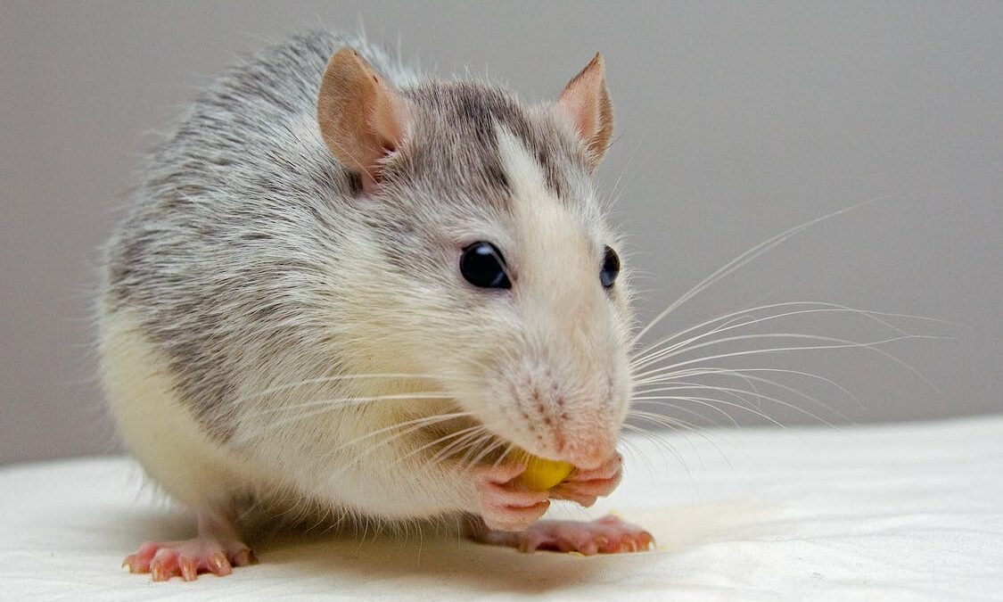 Για πρώτη φορά επιστήμονες δημιούργησαν μωρά ποντίκια από δύο αρσενικά