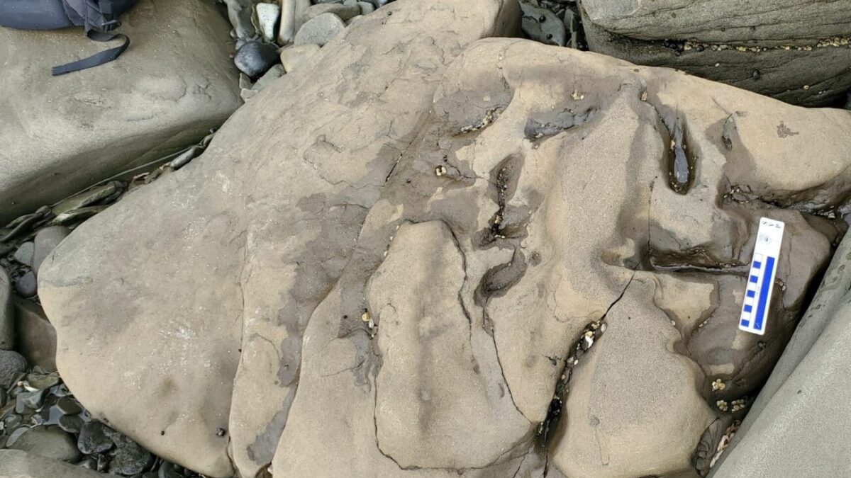 Ανακαλύφθηκε στην Αλάσκα αποτύπωμα τυραννόσαυρου Rex