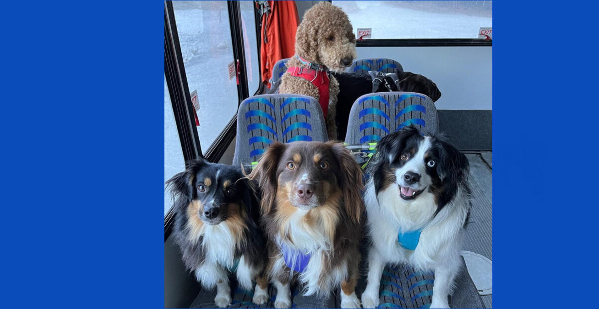 Αλάσκα: Αυτοί οι σκύλοι έχουν το δικό τους λεωφορείο – Viral