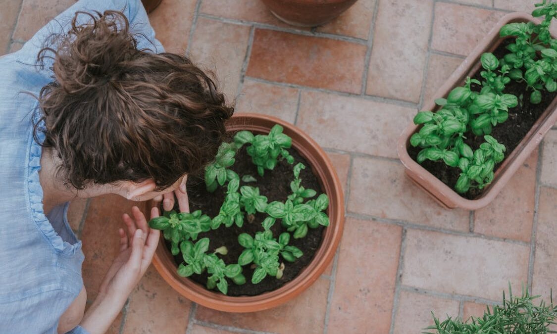Σπίτι: Τα φυτά ενισχύουν την υγεία και τη θετική ενέργεια