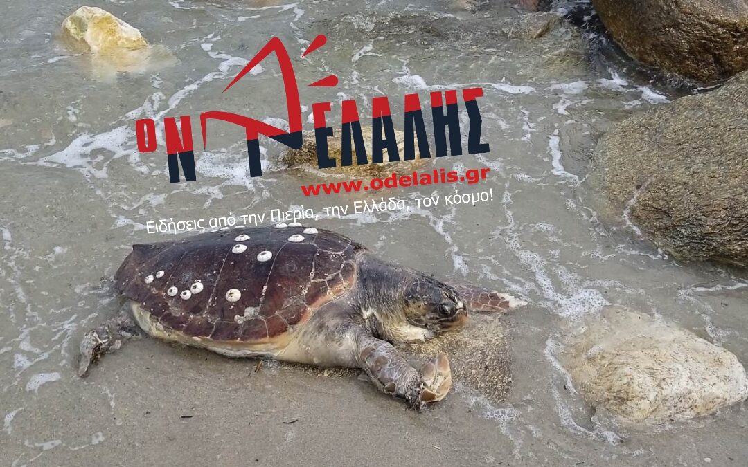 Παραλία Κατερίνης: Νεκρή χελώνα ξέβρασε η θάλασσα