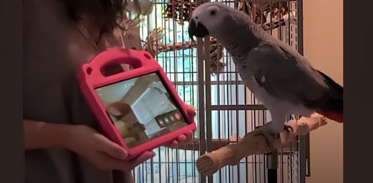 Επιστήμονες έμαθαν παπαγάλους να κάνουν βιντεοκλήσεις σε άλλα πουλιά