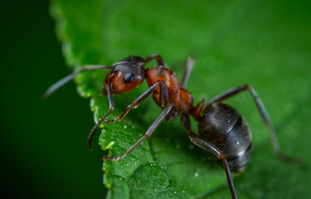 Αν έχεις μυρμήγκια στο σπίτι σου υπάρχει μια δοκιμασμένη μέθοδος για να τα εξαφανίσεις