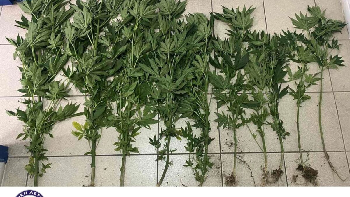 Νέα σύλληψη στην Κατερίνη για ναρκωτικά – Καλλιεργούσε δενδρύλλια κάνναβης