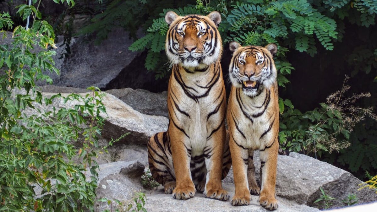 Ζωολογικός Κήπος Λονδίνου: Νεαρές τίγρεις μαθαίνουν κολύμπι για πρώτη φορά – Απολαυστικό βίντεο