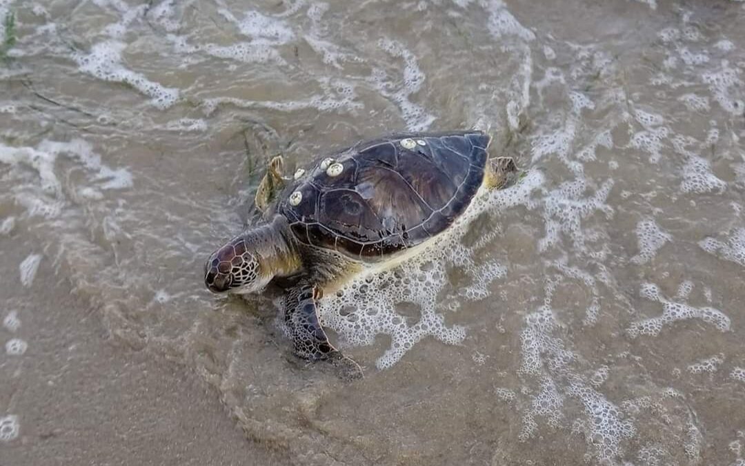 Μεθώνη: Νεκρή θαλάσσια χελώνα στην παραλία “Κούτσουρο” (ΕΙΚΟΝΕΣ)