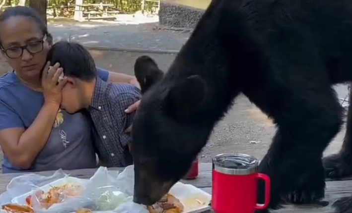 Μεξικό: Έκαναν πικνίκ όταν μια αρκούδα ανέβηκε στο τραπέζι τους
