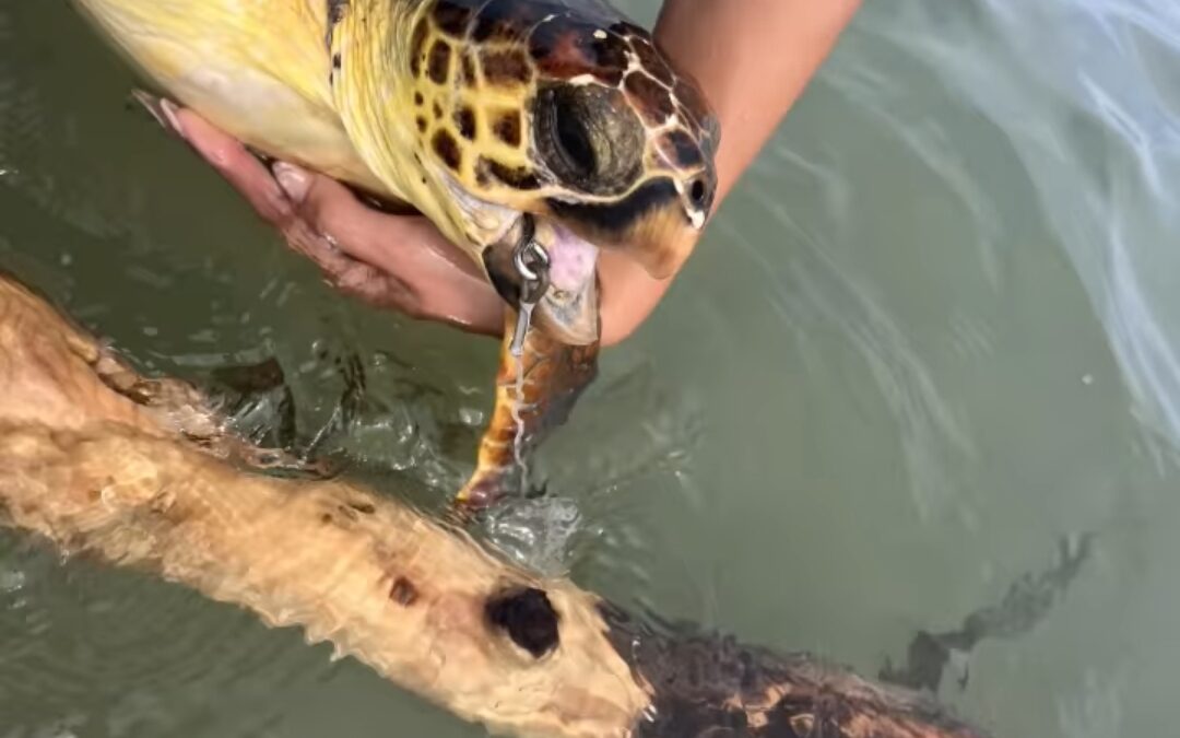 Διάσωση θαλάσσιας χελώνας στην Παραλία Κατερίνης (ΒΙΝΤΕΟ)