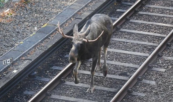 Τάρανδος μπήκε στις γραμμές του μετρό της Στοκχόλμης – «Τρέχει γρήγορα»