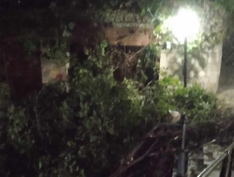 ΠΡΙΝ ΛΙΓΟ: Ξεριζώθηκε δέντρο στην πλατεία του Κολινδρού {ΕΙΚΟΝΕΣ}