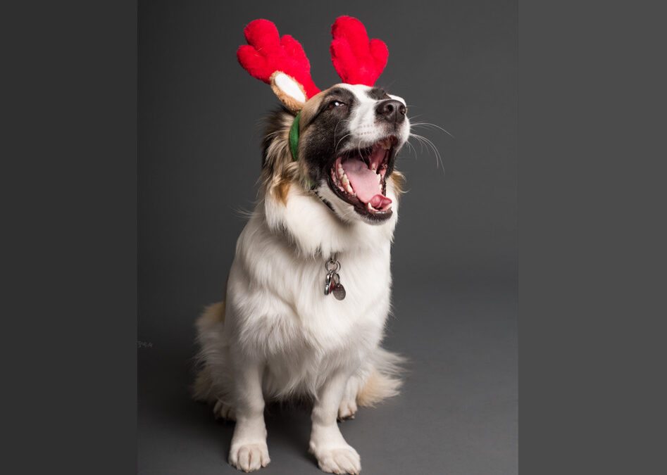 Τα 3 ελληνικά χριστουγεννιάτικα έθιμα που μπορεί να συμμετέχει ο σκύλος σας
