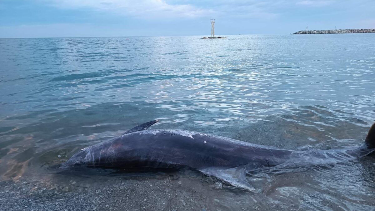 Δελφίνι ξεβράστηκε στην παραλία Πλαταμώνα