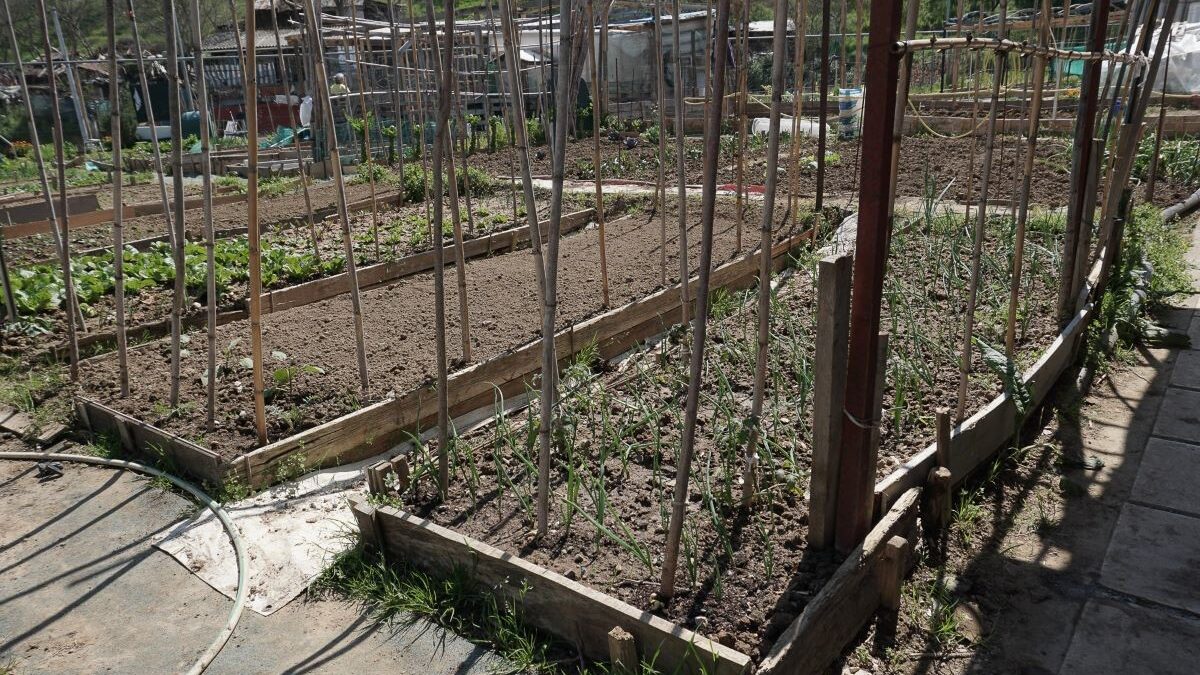 Δήμος Νεάπολης-Συκεών: Υποβολή αιτήσεων δωρεάν χρήσης των δημοτικών λαχανόκηπων