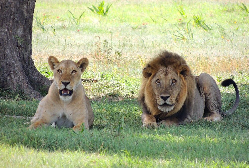 Δικαστήριο αποφάσισε να αλλάξουν τα ονόματα δύο λιονταριών γιατί είναι «βλάσφημα»