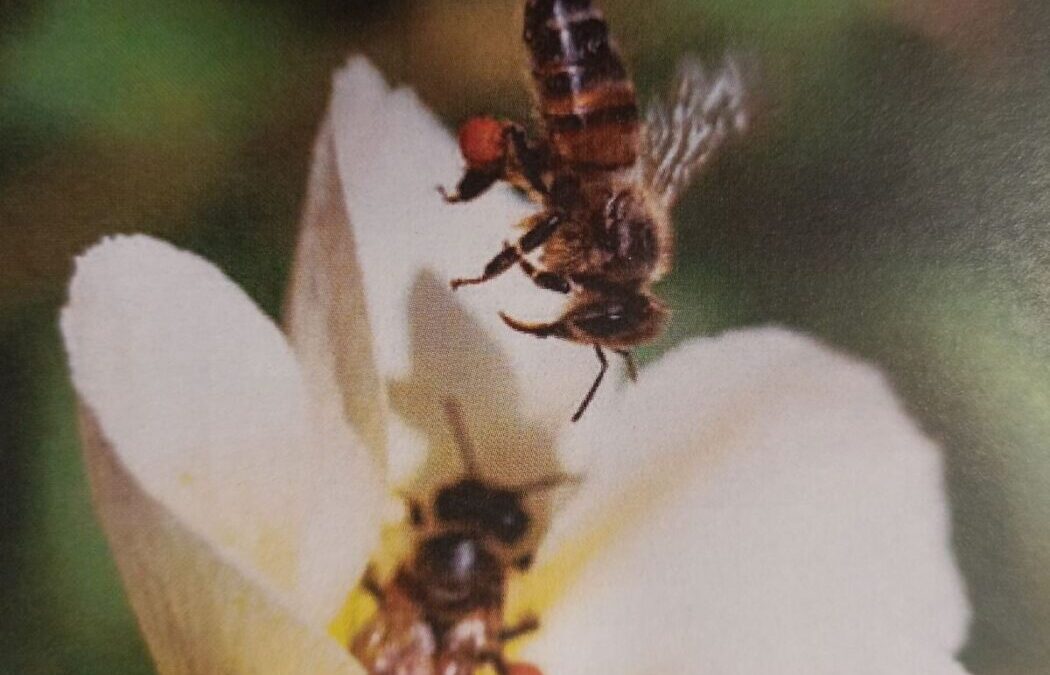 Ακτινίδια  και Μέλισσες μία διαχρονική «συνεργασία» με τεράστια αποτελέσματα