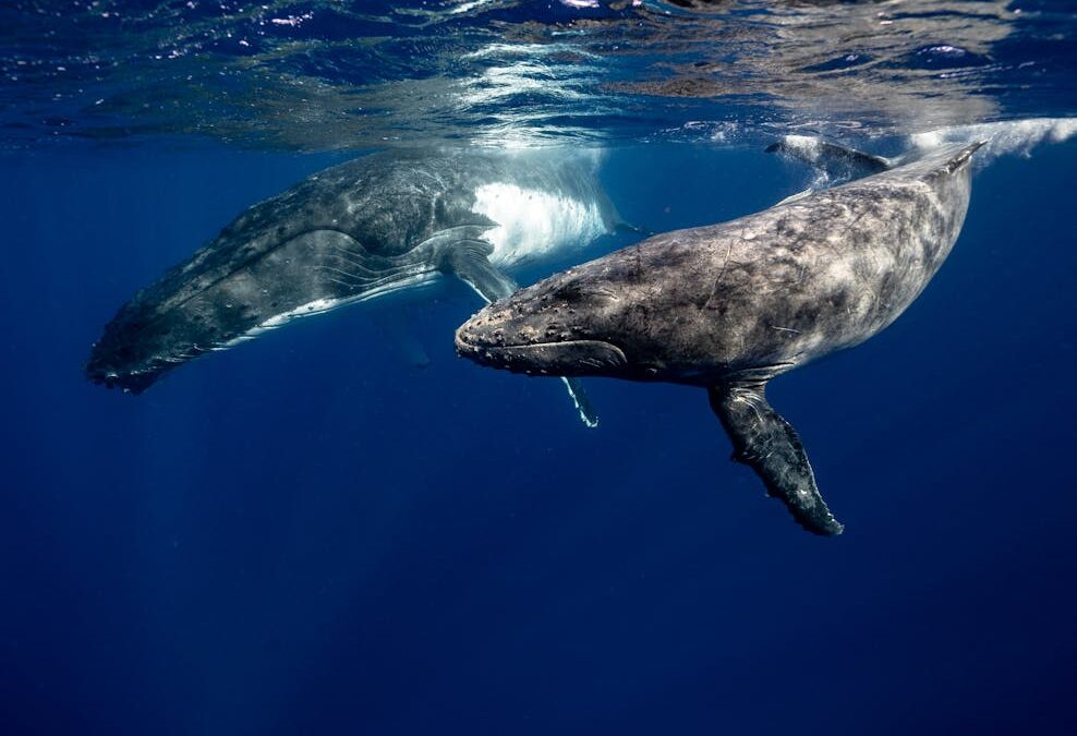 «SAvE Whales»: Tο έξυπνο σύστημα εντοπισμού που θα σώσει τους φυσητήρες