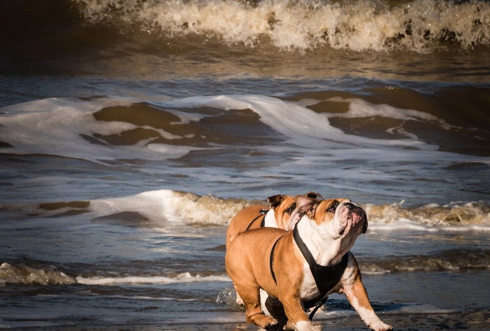 Τι ισχύει με τα σκυλιά στην παραλία: Πού επιτρέπονται και πού απαγορεύονται