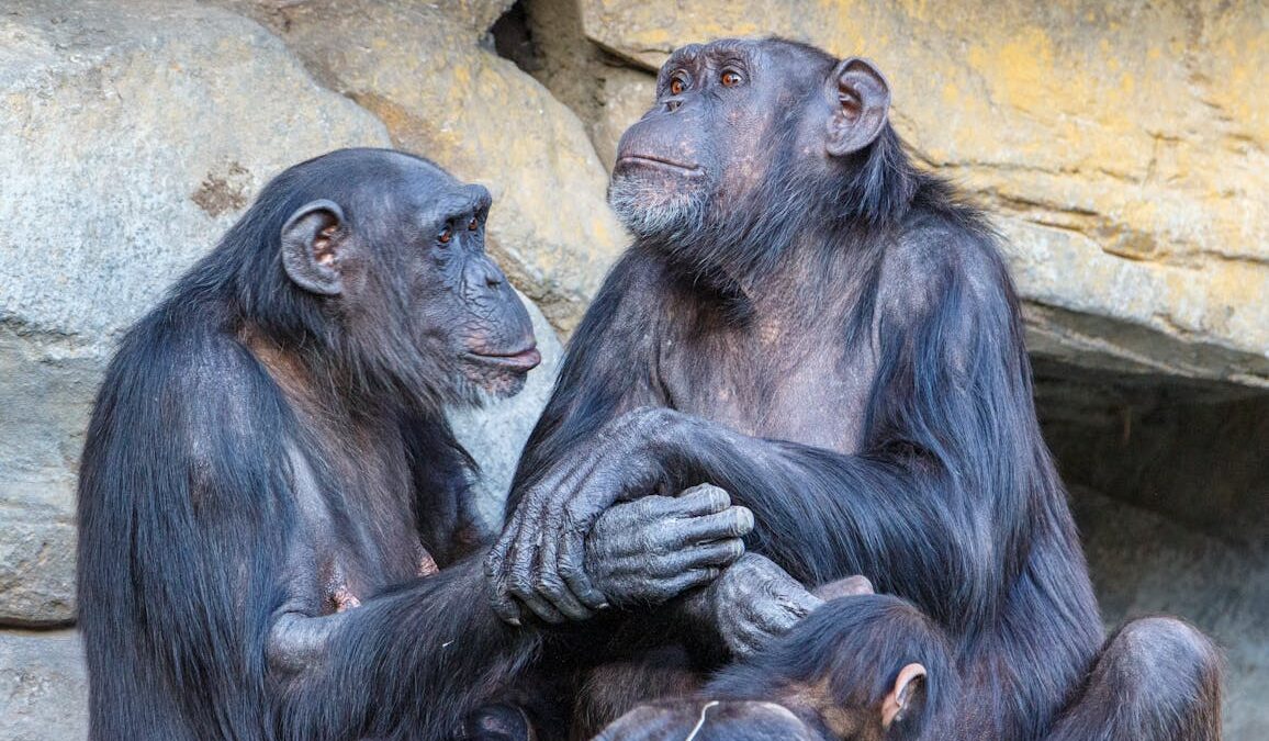 Οι χιμπατζήδες συνομιλούν, συμφωνούν και διακόπτουν ο ένας τον άλλο
