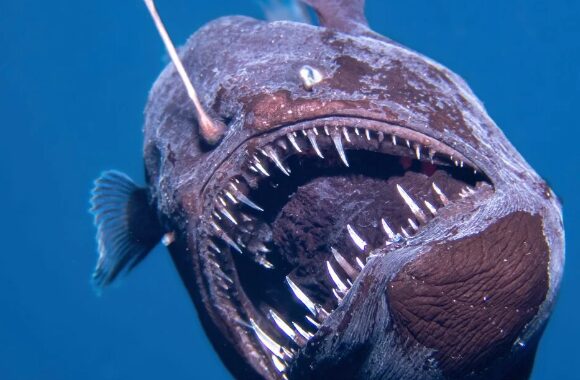 Σπάνιο διαβολόψαρο κάνει αιφνιδιαστική εμφάνιση κοντά στην επιφάνεια του ωκεανού