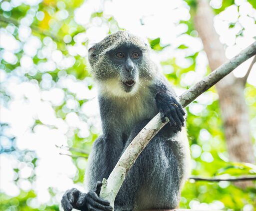 Πώς μία μαϊμού άφησε μία χώρα 22 εκατ. ανθρώπων χωρίς ρεύμα