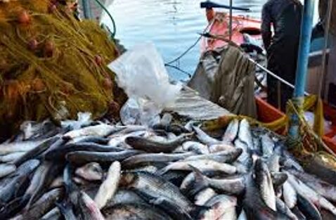 Η αλματώδης πτώση των αλιευμάτων στην ΕΕ για το 2023 πρέπει όλους μας να μας ανησυχεί
