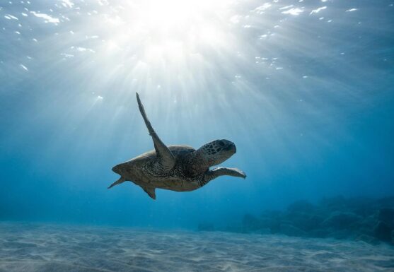 Το μαγνητικό πεδίο της Γης χαρίζει μια «υπερδύναμη» στις θαλάσσιες χελώνες
