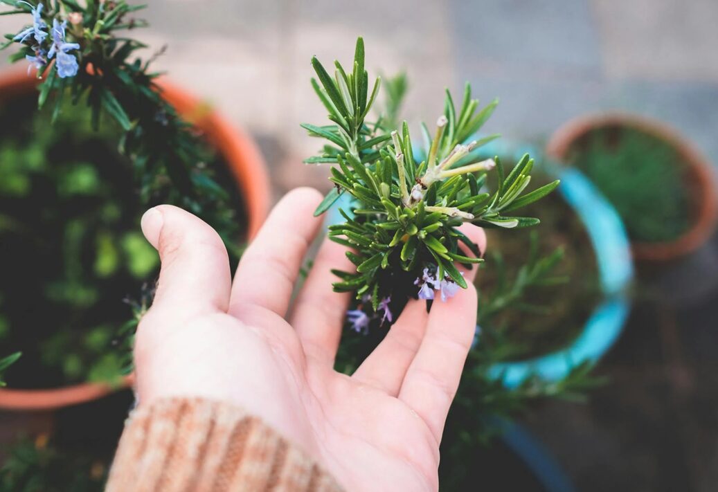 Το βότανο που «ρίχνει» την χοληστερίνη