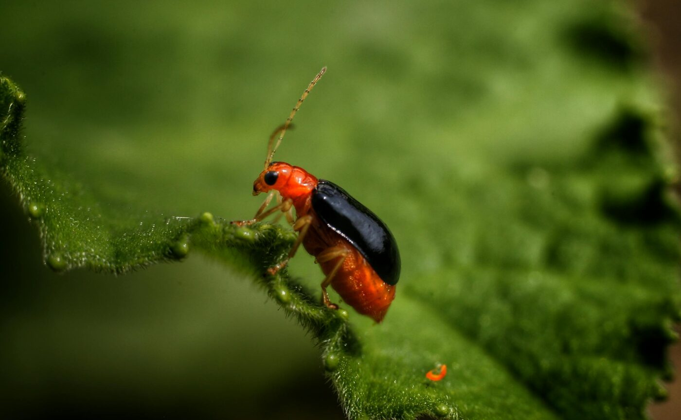 Σκαθάρια που τρώνε σάπια σάρκα θα μπορούσαν να ξεκλειδώσουν την επόμενη γενιά αντιβιοτικών