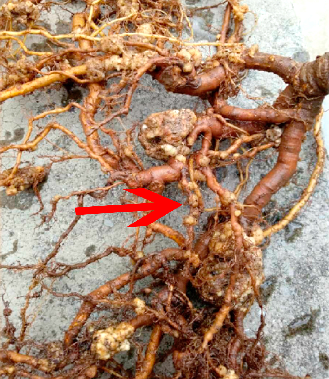 Ο Μάιος είναι ο κατ’ εξοχήν μήνας της «χημικής» καταπολέμησης του νηματώδη στα ακτινίδια