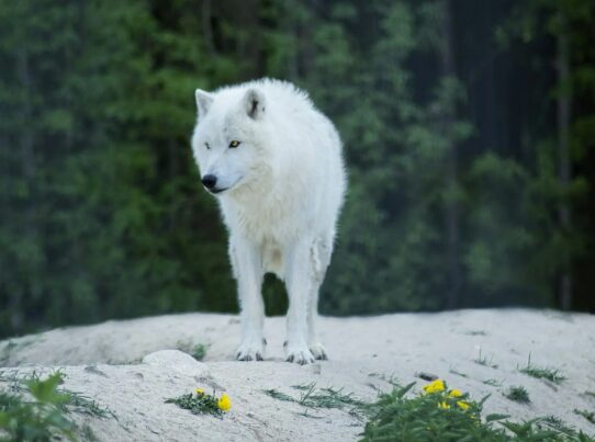Ανταρόλυκος – Πώς επιστήμονες «ανέστησαν» ένα προϊστορικό ζώο που εξαφανίστηκε πριν 13.000 χρόνια