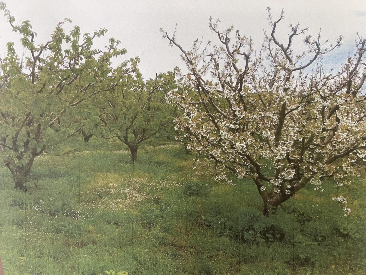Σοφία Μαυρίδου – Στηρίζουμε τον πρωτογενή μας τομέα & βρισκόμαστε πάντοτε δίπλα στους παραγωγούς μας